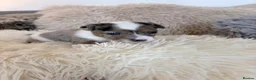 Jack Russell dogs for sale: Miniature Jack Russell Puppies  - Advert 7