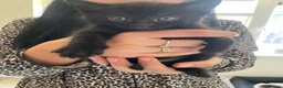 Mixed Breed cats for sale: Three black kittens  - Advert 1