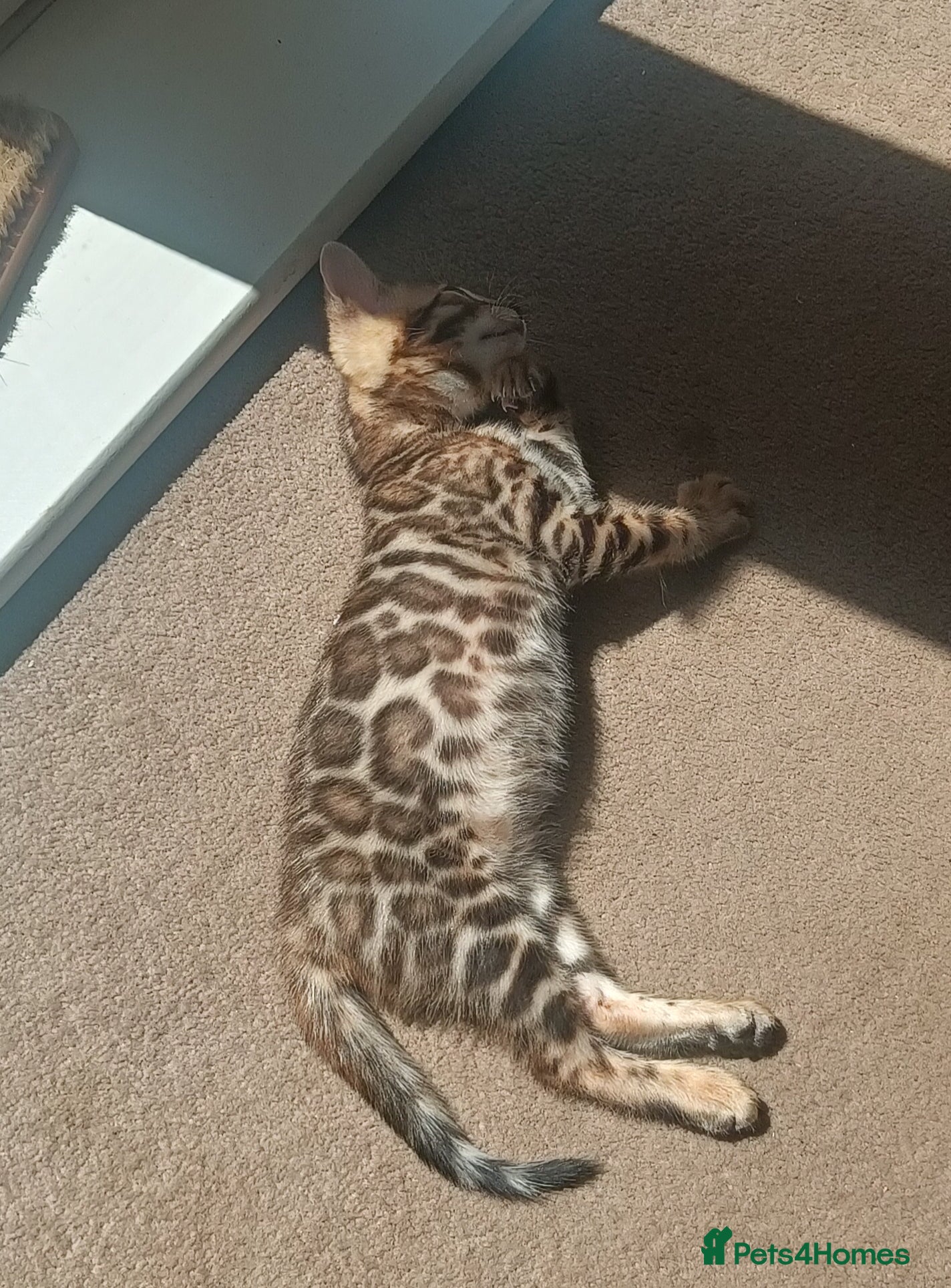 Bengal cats Absolutely beautiful pedigree bengal kittens - Advert 2
