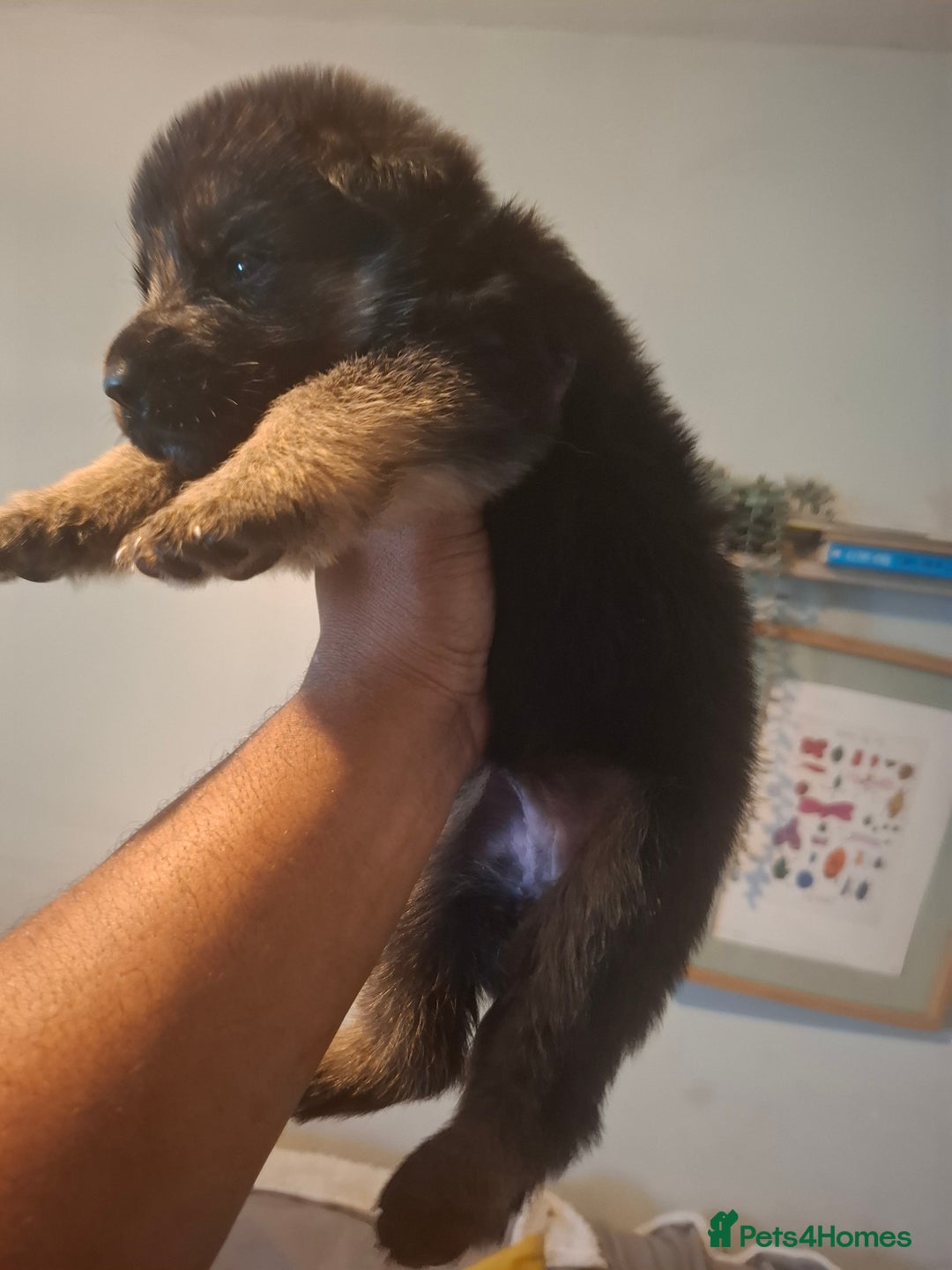 German Shepherd dogs for sale: German Shepherd Puppy 4 - Exceptional German shepherd puppies  - Image 14