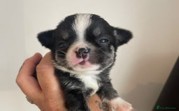 Chihuahua dogs for sale: KC Reg tiny Chihuahua puppies - Image 1