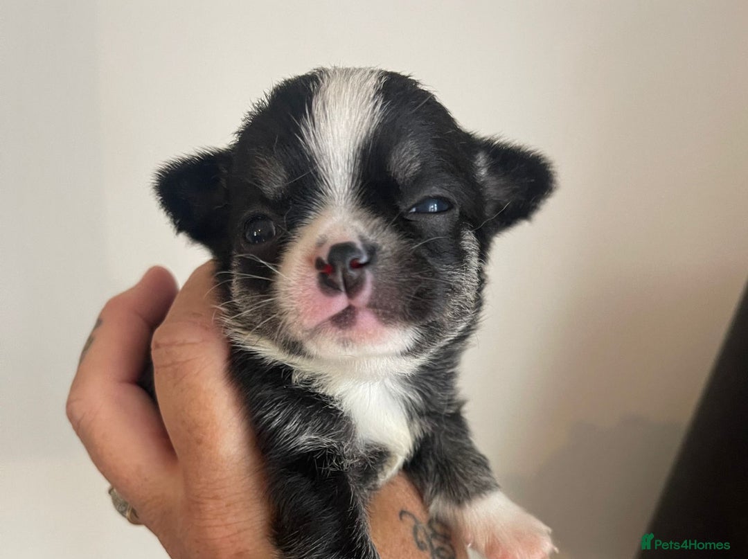 Chihuahua dogs for sale: KC Reg tiny Chihuahua puppies - Image 1