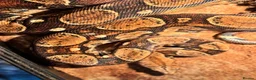 Boa Snake reptiles for sale: Bci for sale pick up only  - Advert 2