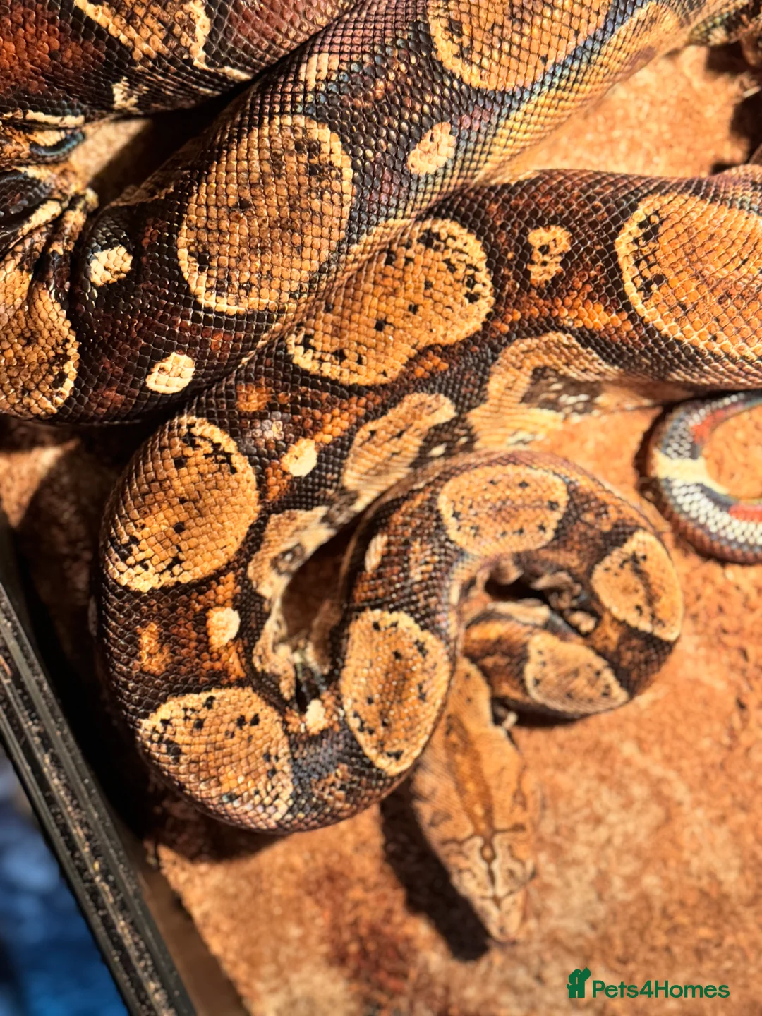 Boa Snake reptiles for sale: Bci for sale pick up only  - Advert 2
