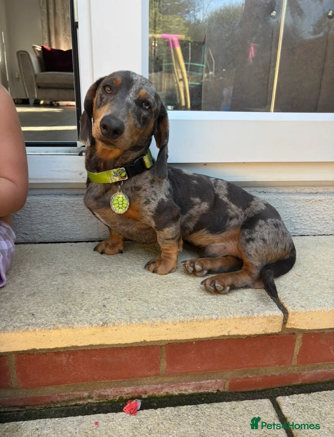 Miniature Dachshund dogs for sale: Miniature dachshund  - Advert 3
