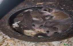 Mouse rodents for sale: Mixed Age African Pygmy Dormice  - Advert 3