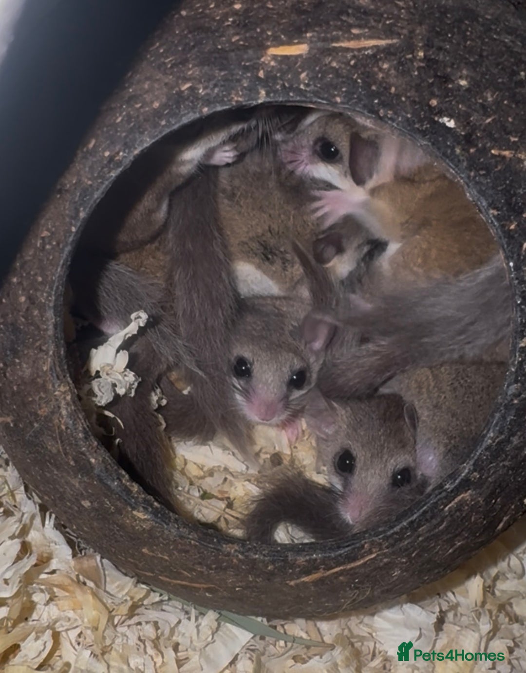 Mouse rodents for sale: Mixed Age African Pygmy Dormice  - Advert 3