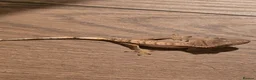 Gecko reptiles for sale: Baby crested geckos - Advert 5