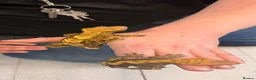 Gecko reptiles for sale: Two female crested geckos and full set up ready in Brentwood - Advert 4