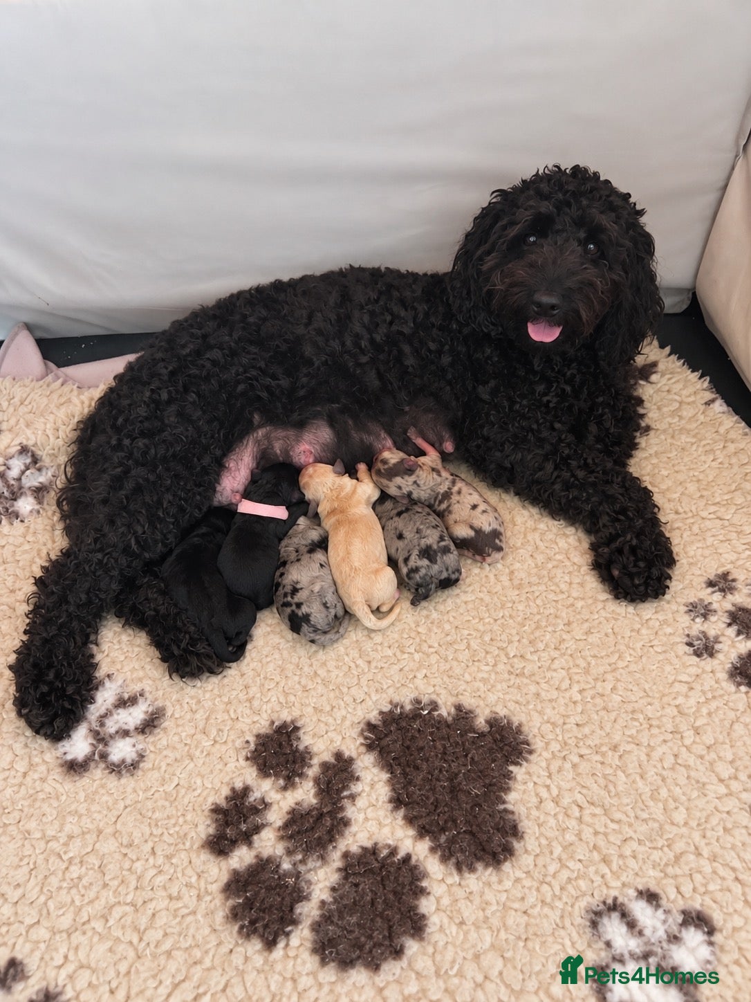 Cockapoo dogs F1bb Cockapoo Puppies – Merle, Champagne & Black - Advert 1