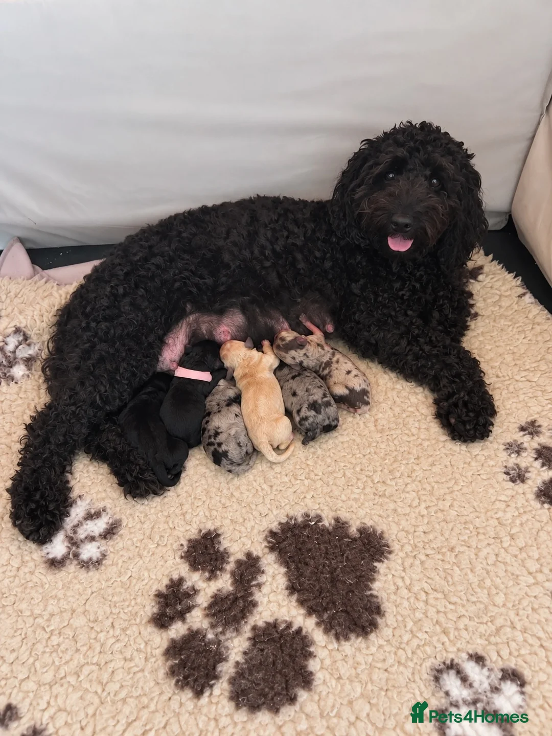 Cockapoo dogs for sale: F1bb Cockapoo Puppies – Merle, Champagne & Black - Advert 1