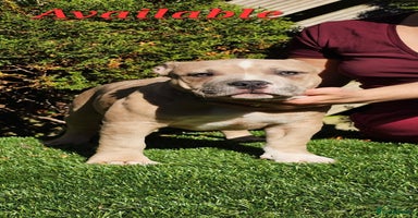 American Bully dogs - Advert 3