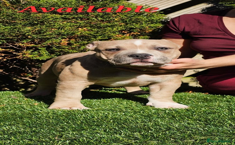 American Bully dogs - Advert 6