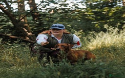 Labrador Retriever dogs for stud: Fully health tested DNA Clear  - Image 2