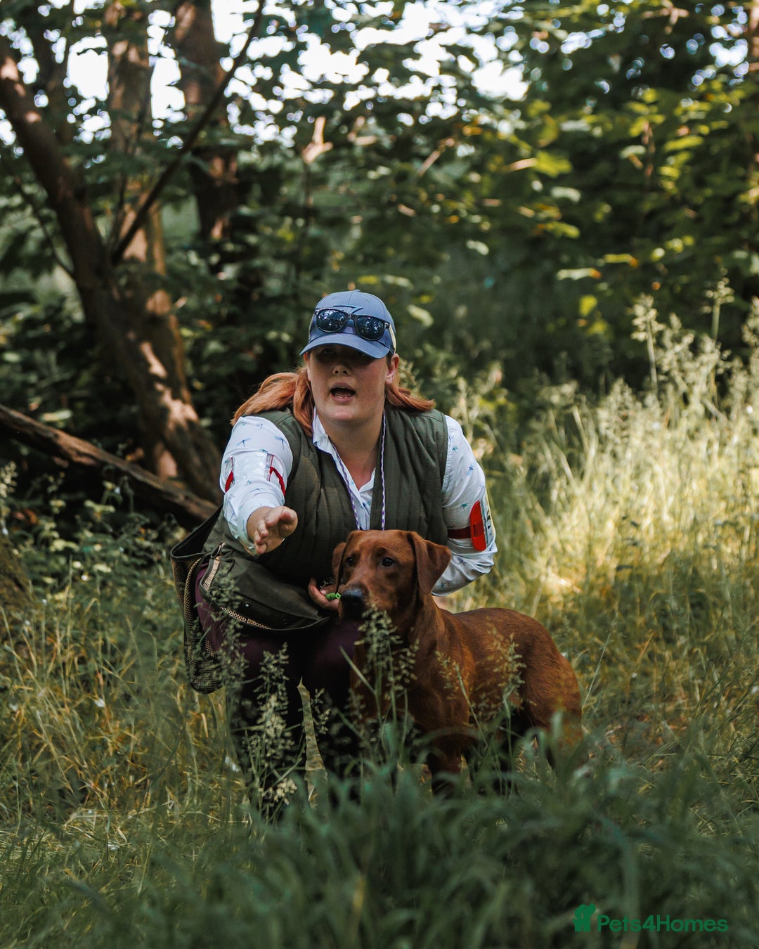 Labrador Retriever dogs for stud: Fully health tested DNA Clear  - Image 2