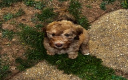 Cockapoo dogs for sale: Berdoodle 11 weeksold FULLY VACCINATED  - Image 3