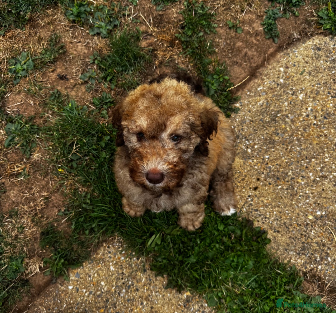 Cockapoo dogs for sale: Berdoodle 11 weeksold FULLY VACCINATED  - Image 3
