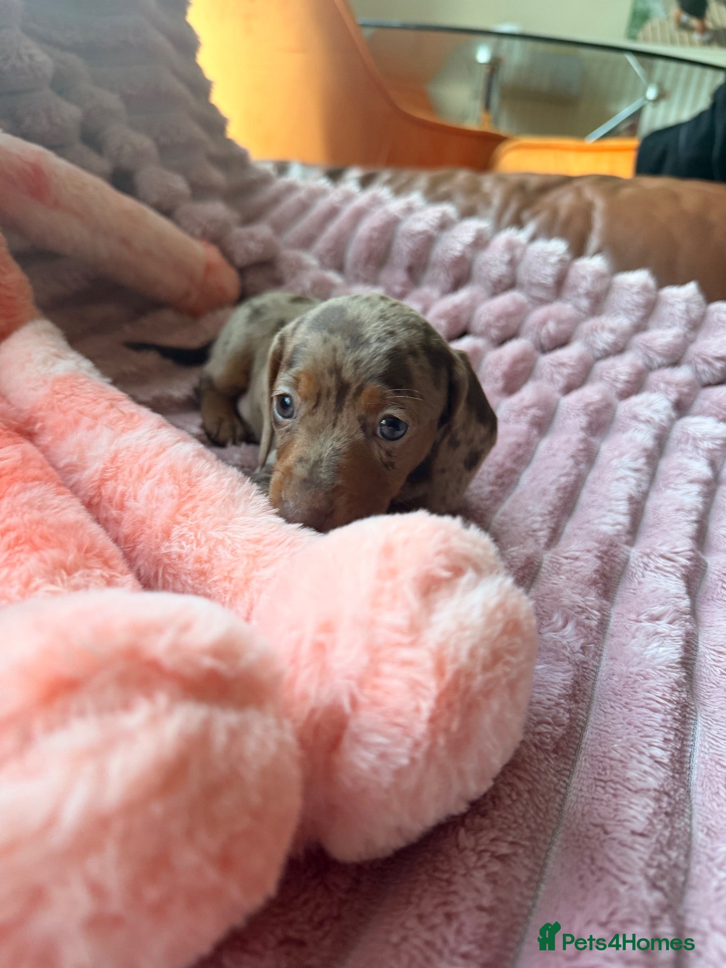 Miniature Dachshund dogs Miniature Dachshund Puppies - Advert 14