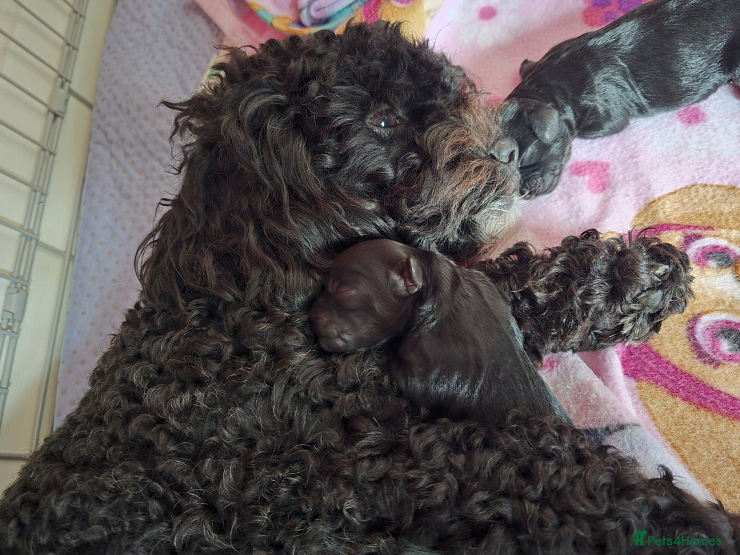 Shihpoo dogs for sale: 5 beautiful Shihpoo puppies - Advert 3