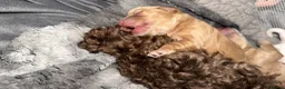 Cockapoo dogs for sale: Miniature cockapoo pups for sale  in Swindon - Advert 11