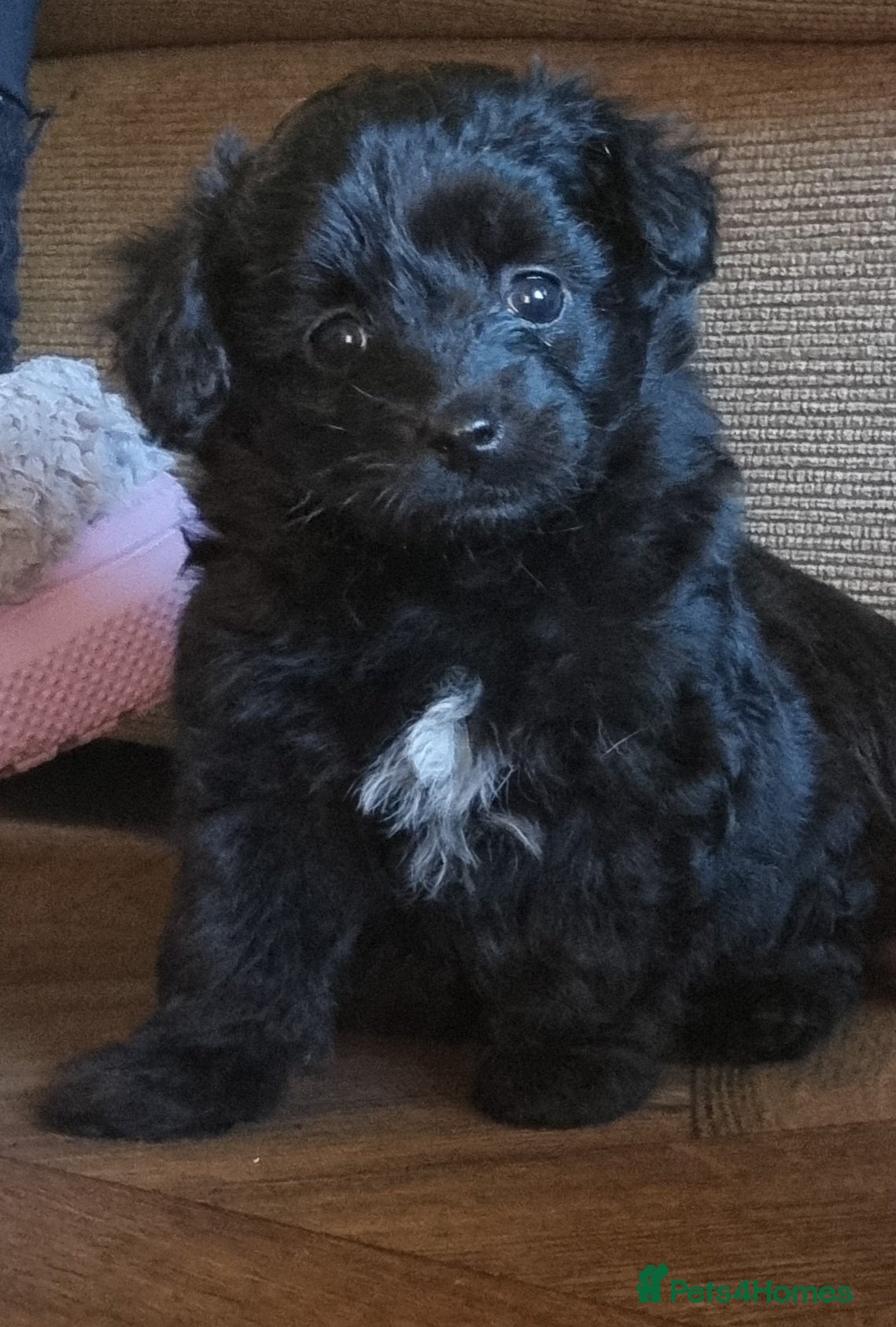 Mixed Breed dogs Pomchipoo girls - Advert 22