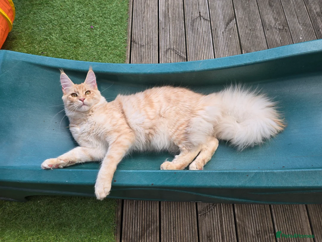 Maine Coon cats for stud: Mainecoon stud  - Advert 5