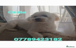 Maltese dogs for stud: Maltese Stud - Image 2