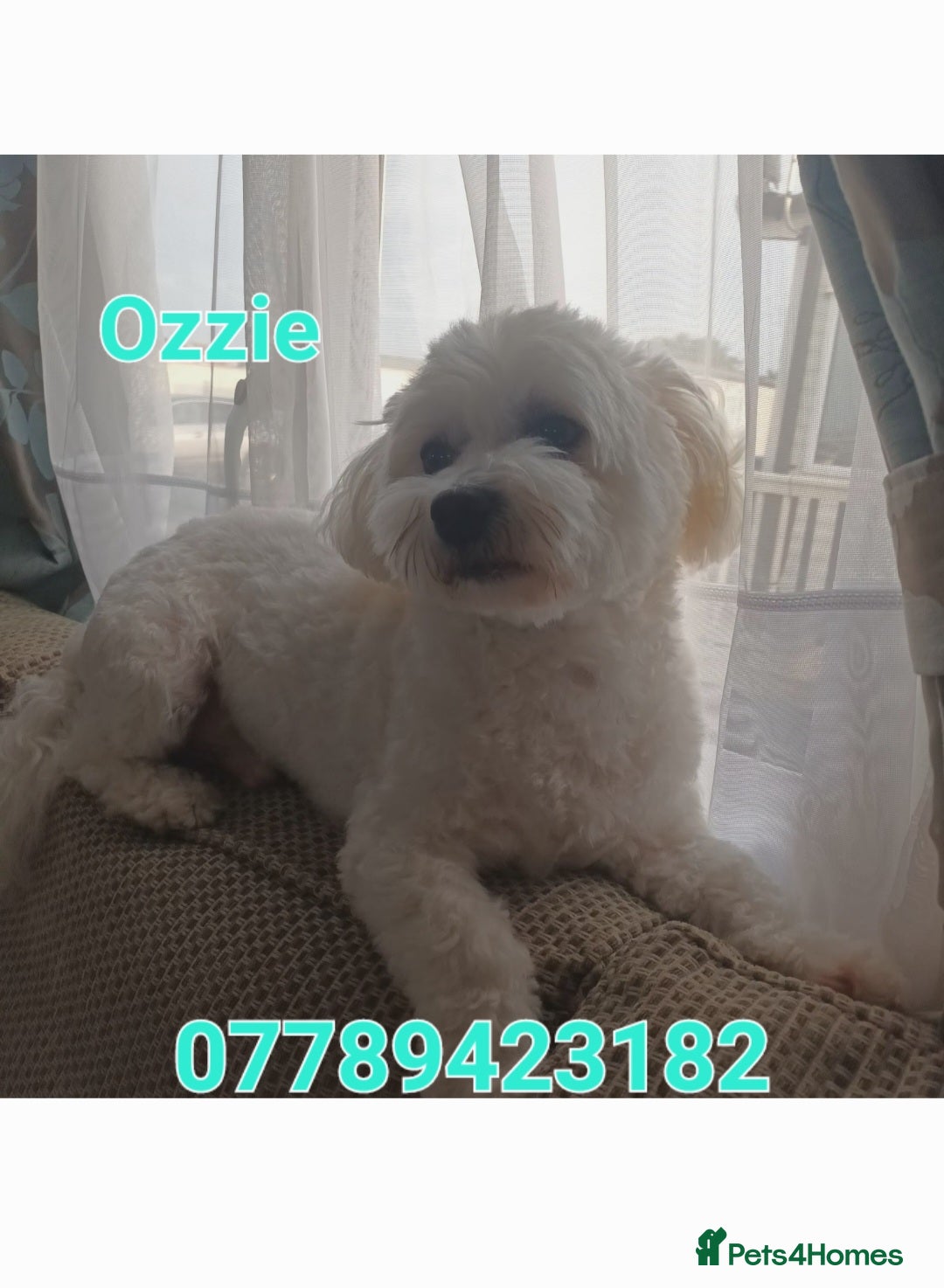 Maltese dogs for stud: Maltese Stud - Image 2
