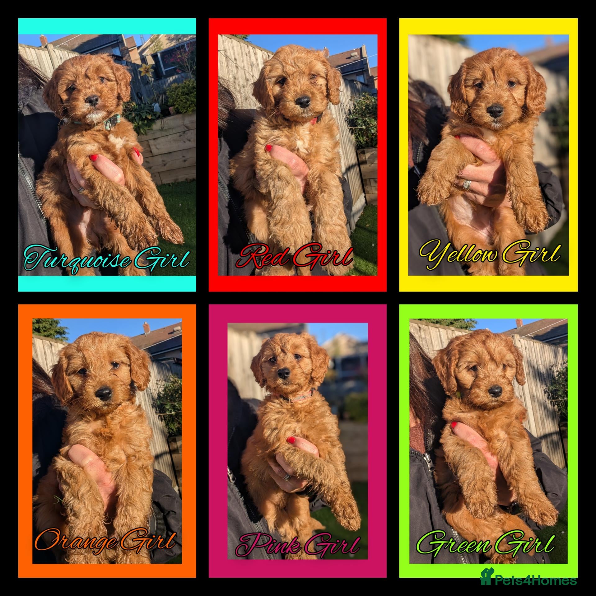 Cockapoo dogs 6 x Red Cockapoo Girls For Sale - Advert 1