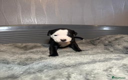 Staffordshire Bull Terrier dogs for sale: Staffordshire bull terrier puppy’s  - Image 17