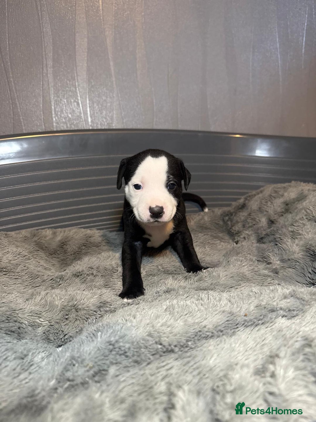 Staffordshire Bull Terrier dogs for sale: Staffordshire bull terrier puppy’s  - Image 17