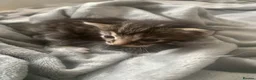 Mixed Breed cats for sale: 4 beautiful male kittens in Cardiff - Advert 5
