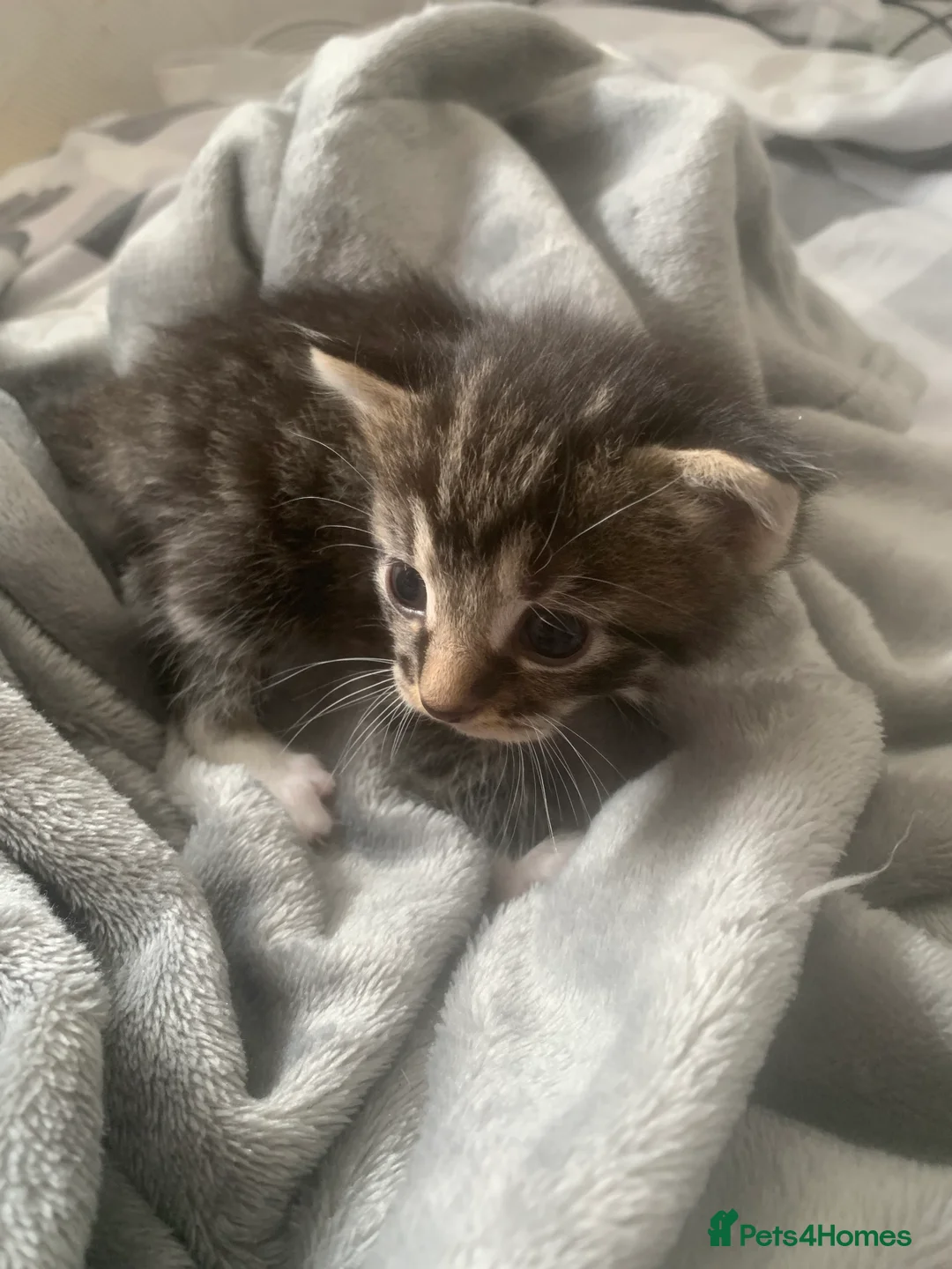 Mixed Breed cats for sale: 4 beautiful male kittens in Cardiff - Advert 5