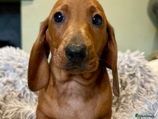 Dachshund dogs Beautiful standard dachshunds - Advert 1