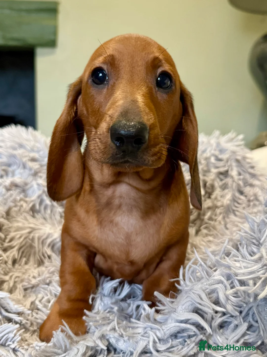Dachshund dogs for sale: Beautiful standard dachshunds  - Advert 2