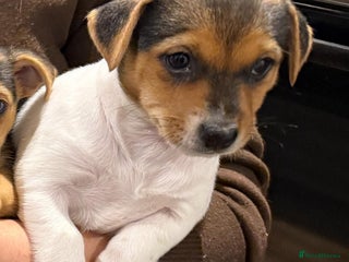 Mixed Breed dogs 9 week old Jack Russ pups- Ready to go - Advert 1