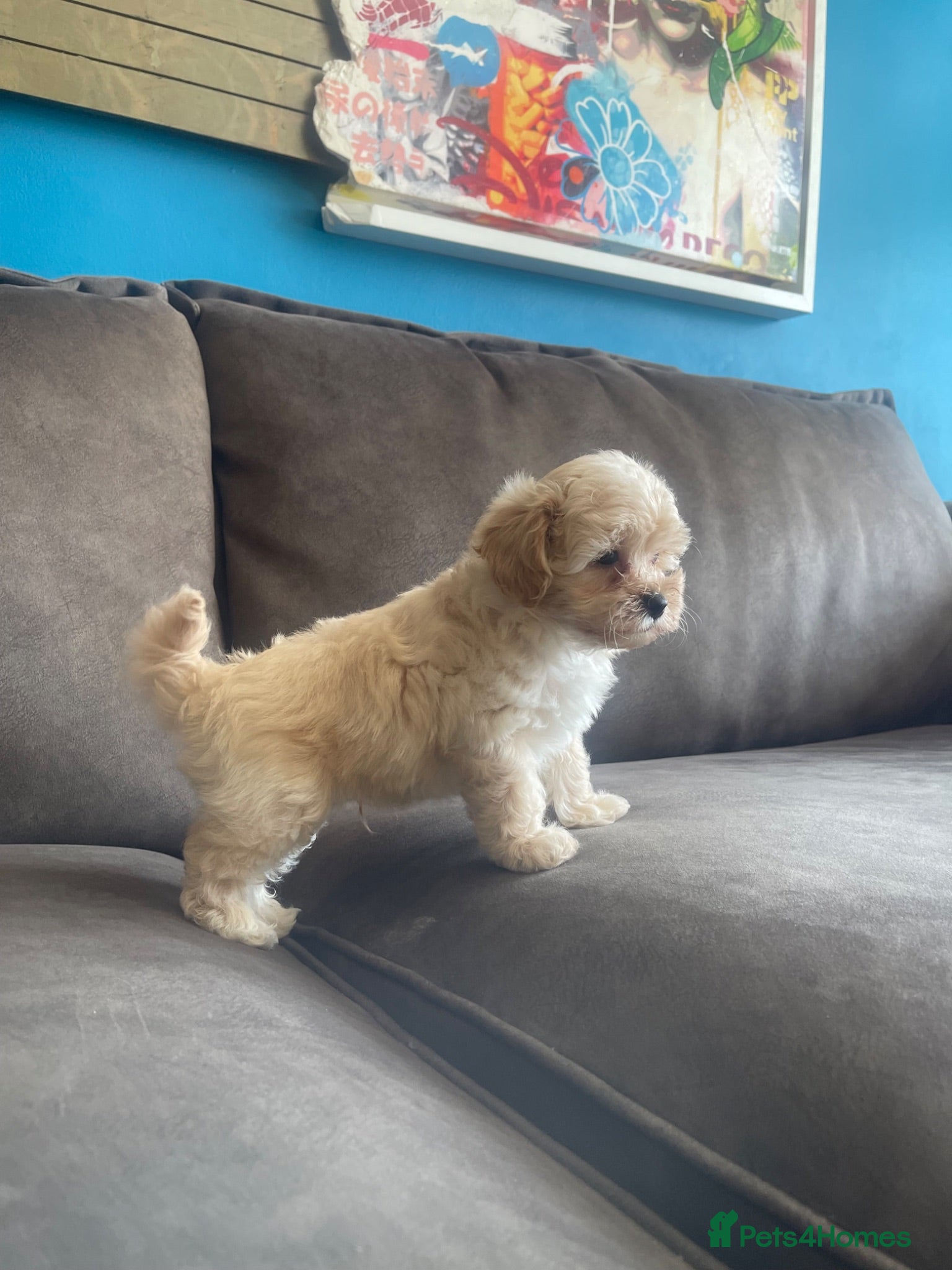 Maltipoo dogs Toy Maltipoos  - Advert 2