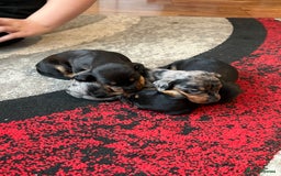 Miniature Dachshund dogs for sale: Mini Dachshund puppys - Image 4