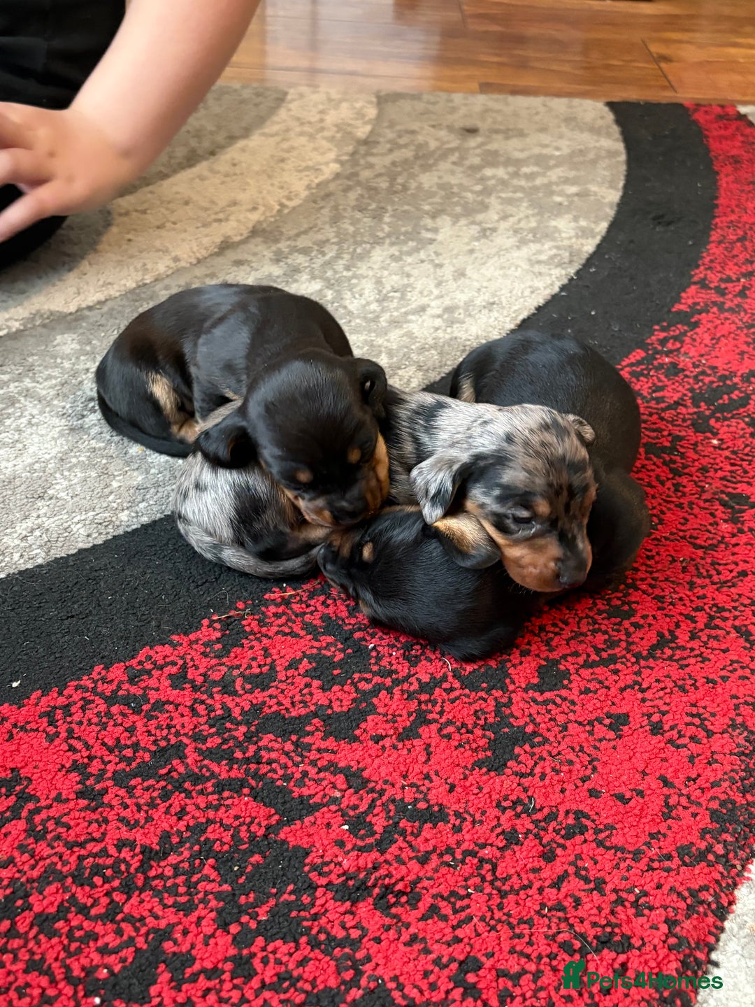 Miniature Dachshund dogs for sale: Mini Dachshund puppys - Image 4