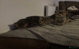 Scottish Fold cats for sale: Scottish straight cross  - Image 6