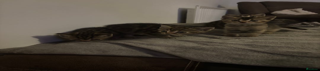 Scottish Fold Kitten 5