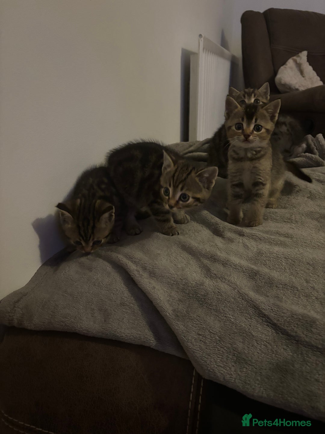 Scottish Fold cats for sale: Scottish straight cross  - Image 6