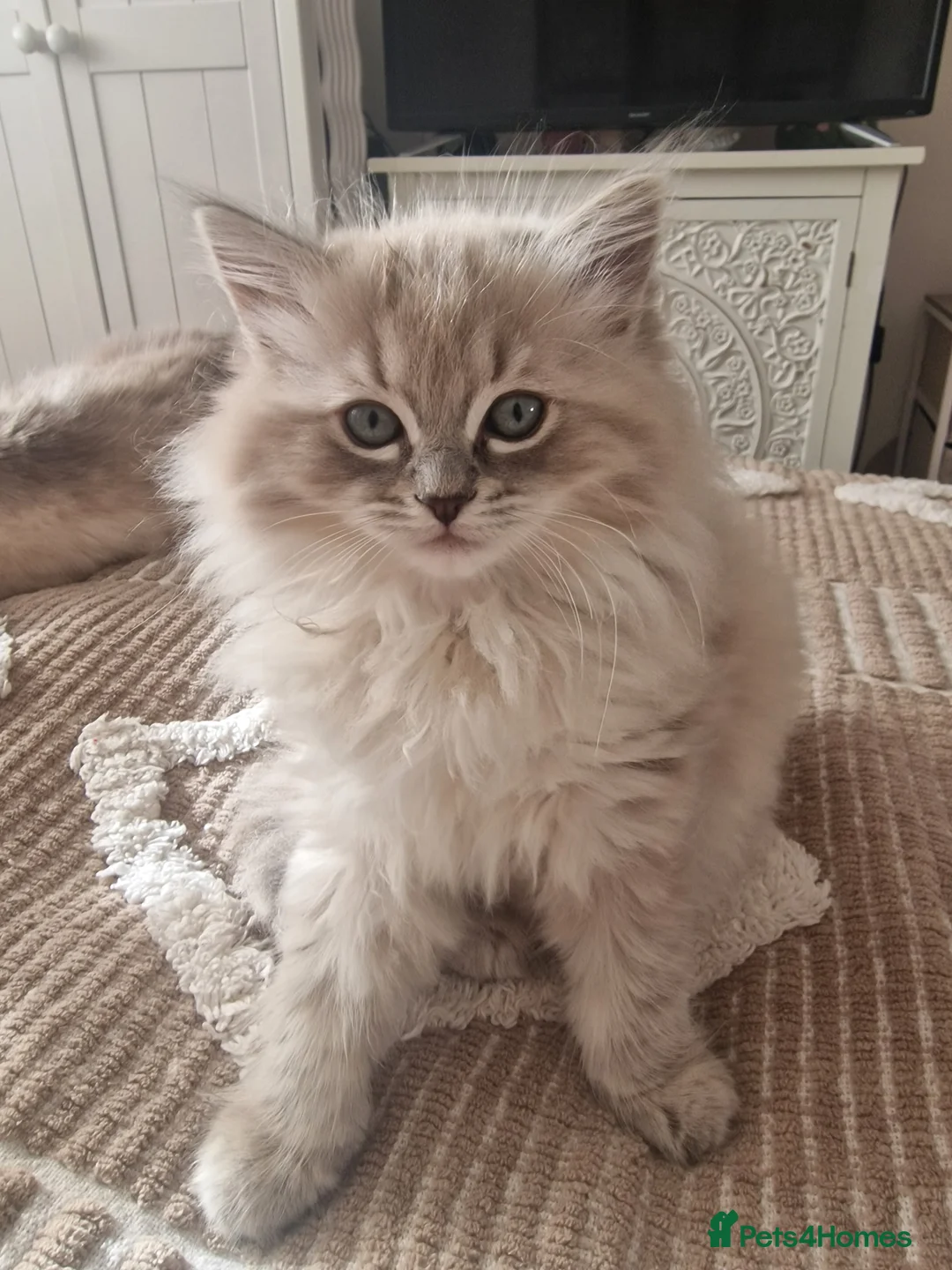 Ragdoll cats for sale: Mink ragdoll babies  - Advert 5