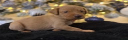 Labrador Retriever dogs for sale: Beautiful fox red puppies  - Advert 27