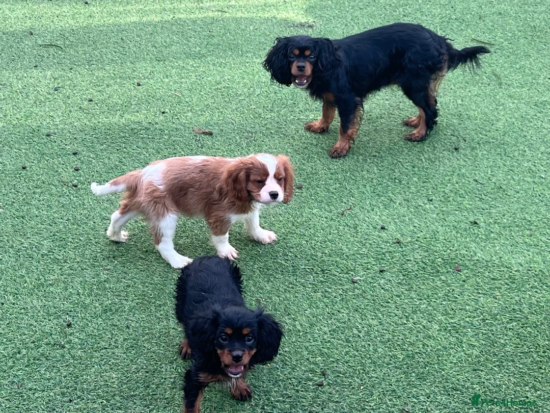 Cavalier King Charles Spaniel dogs for sale: Stunning health tested KC cavalier puppies - Advert 2