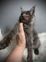 Maine Coon cats Full Maine Coon Black Smoke Female kitten - Advert 15