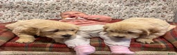 Golden Retriever dogs for sale: Kc health tested golden retrievers  - Advert 4