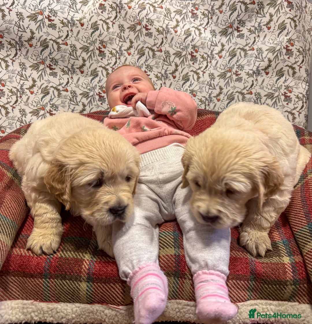 Golden Retriever dogs for sale: Kc health tested golden retrievers  - Advert 4