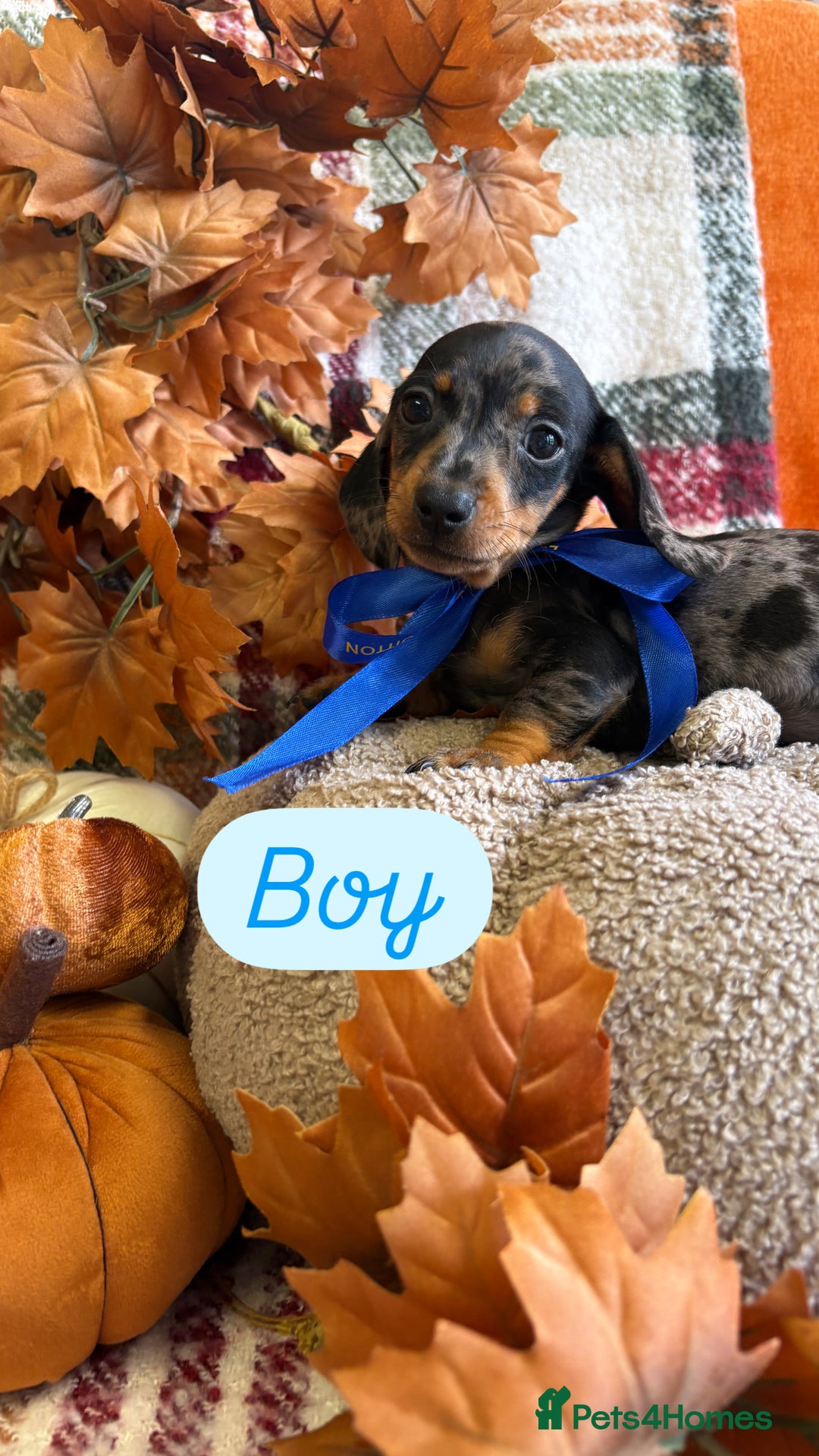 Dachshund dogs for sale: Beautiful dachshund puppies  - Image 8