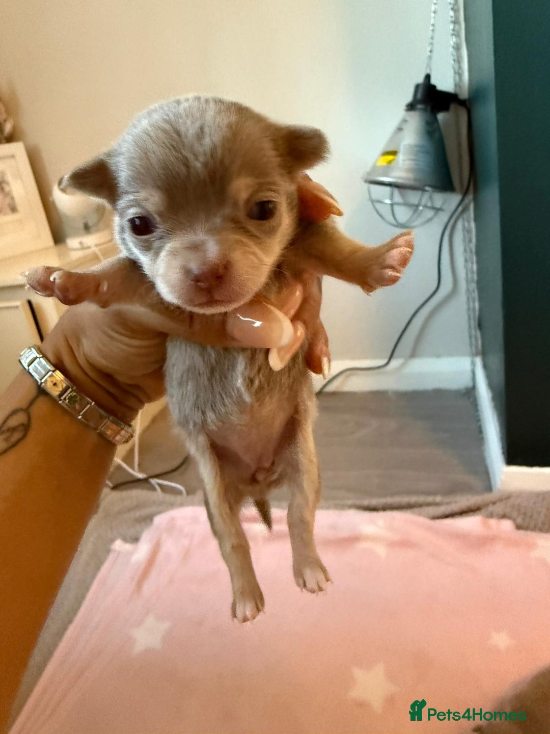 Chihuahua dogs for sale: Lilac chihuahuas - Image 6
